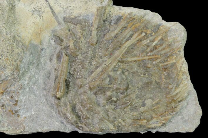 Fossil Echinoid (Archaeocidaris) - Missouri #162648